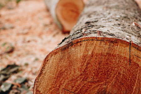 Log in industrial wood closeupの写真素材