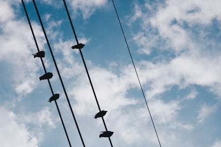 Group of birds on wireの写真素材