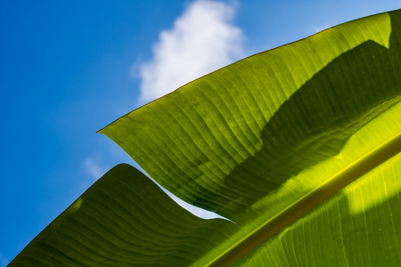 Banana leaf on blue skyの写真素材