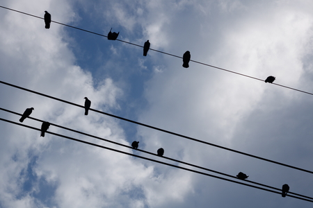 Group of birds on wireの写真素材