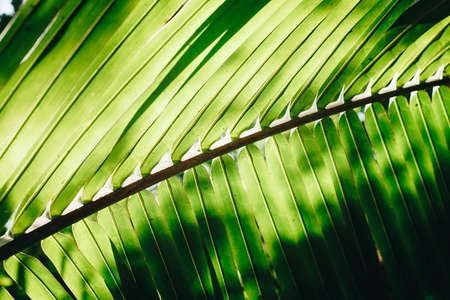 Green coconut leafの写真素材