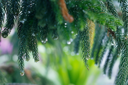 Close-up of Norfolk Island Pine branch with soft blurred background