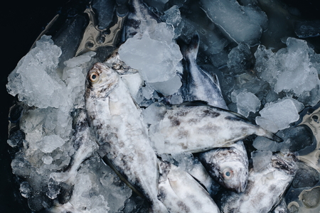 Frozen fish, Fresh fish in Thailand marketの写真素材