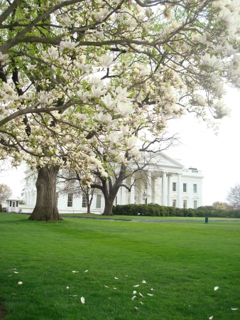 The White House during the Cherry Blossom Festivalの素材