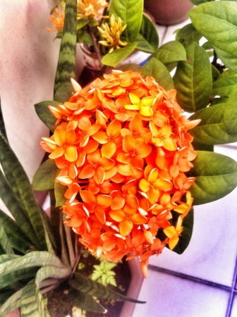 Santan flowers growing in a city backyard gardenの素材