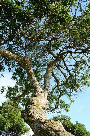 tree big leaf trunkの写真素材