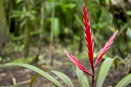 colorful flowers from peruvian jungleの写真素材