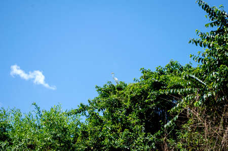 landscapes of the Peruvian Amazon