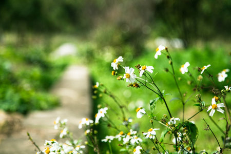 small flowers in Country roadの写真素材