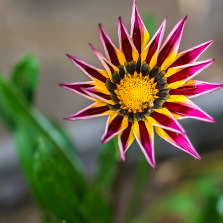 Flower in close-up shot の写真素材