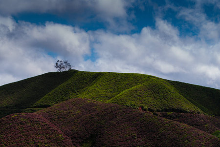 Tea plantation in Cameron Highland, Malaysiaの写真素材