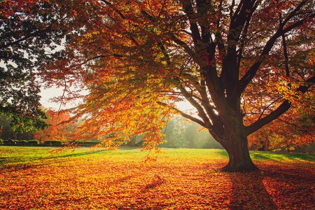 colorful tree leaves and sun rays