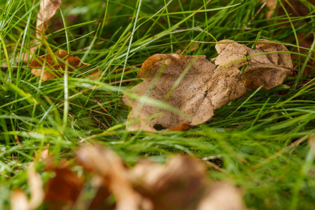 a few leaves lying on the grass
