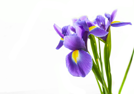 Bouquet of violet Irises xiphium Bulbous iris, Iris sibirica on a white background with space for text.の写真素材