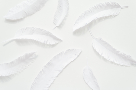the feathers of a bird made of white paper on white background. White on whiteの写真素材