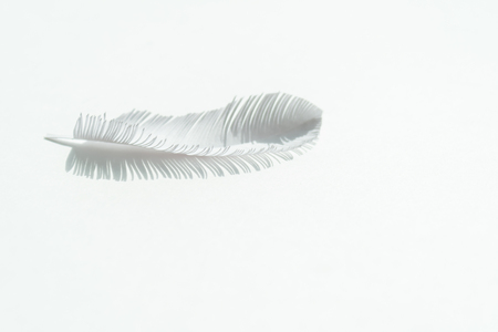 the feather of a bird made of white paper on white background. White on whiteの写真素材