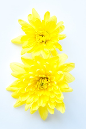 white and yellow chrysanthemums on a white background