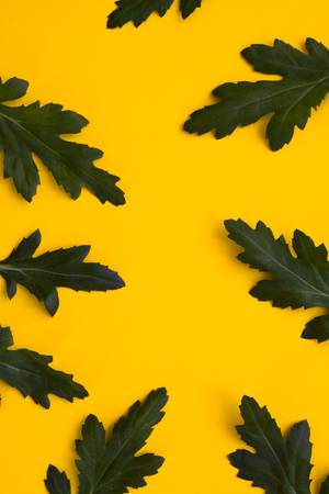 Green leaves on a yellow backgroundの写真素材