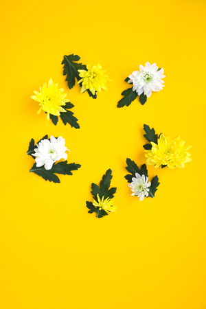 Round frame. white and yellow chrysanthemums on a yellow backgroundの写真素材