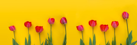 Red tulips on yellow background. Copy space,の写真素材