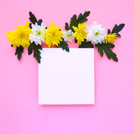 Square frame. white and yellow chrysanthemums on a pale pink backgroundの写真素材