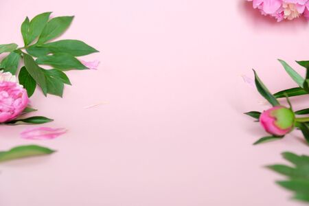 Frame with beautiful peony on pink background. Floral card, cornerの写真素材