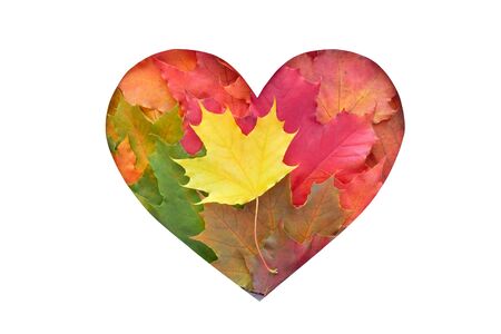 leaves are heart shaped on white background. Autumn gradientの写真素材