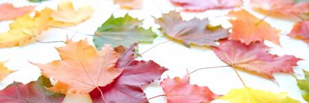 Red and Orange Autumn Leaves Background. Maple leavesの写真素材