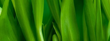 Creative layout made of green leaves close up. Nature background