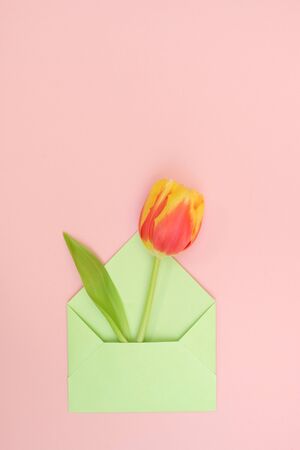 A bouquet of tulips and an envelope with a note on a tendernes pink background. Concept of international women's day, mother's day, Easterの写真素材