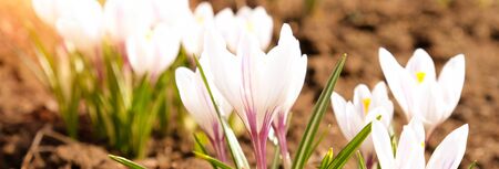 White crocus flower on blue background. Spring blossom, first flowerの写真素材