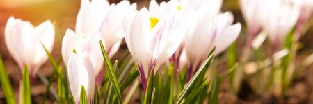 White crocus flower on blue background. Spring blossom, first flowerの写真素材