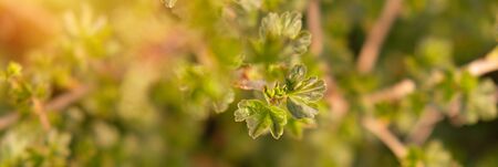 The branch of gooseberry in the early spring. Gardening
