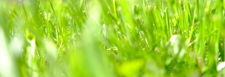 Abstract natural backgrounds with beauty bokeh. Perfect green background by the fresh grass