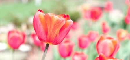 Tulip flower with green leaf background in tulip field at winter or spring day for postcard beauty decoration and agriculture concept design.の写真素材