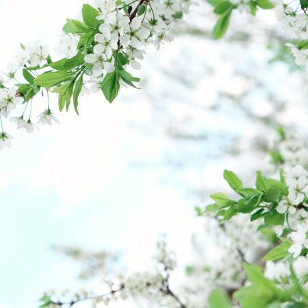 Beautiful floral spring abstract background of nature. Branches of blossoming apricot macro with...