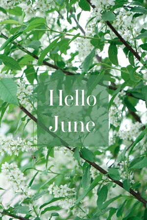 Beautiful floral spring abstract background of nature. Branches of blossoming apricot macro with soft focus on gentle light blue sky background. Hello, june の写真素材