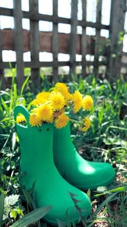 Hello, summer concept. Green rubber boots with yellow flowers near the fenceの写真素材