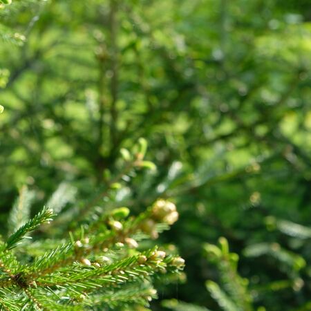spruce large branches for the background. Green background