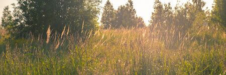Abstract natural backgrounds with beauty bokeh. Perfect green background by the fresh grass against the background of sunlightの写真素材