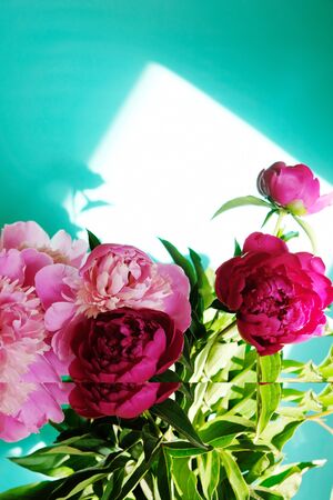 Pink peonies and leaves with hard shadow on pastel background, copy space. Trendy pattern, summer concept. Top view. PEONIES WITH TREND SHADOWSの写真素材