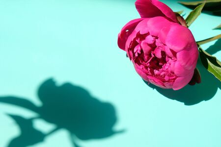 Pink peonies and leaves with hard shadow on pastel background, copy space. Trendy pattern, summer concept. Top view. PEONIES WITH TREND SHADOWSの写真素材