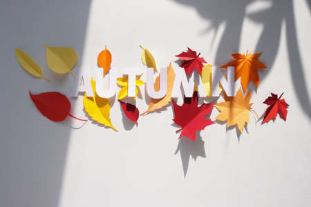 letter autumn cut from paper with paper autumn leaves on white background with trendy shadowsの写真素材