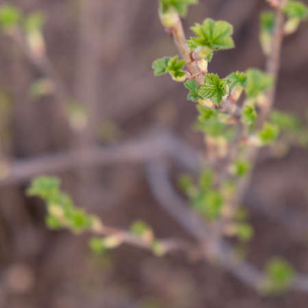 Currant branch with green shoots in early spring on blurred background