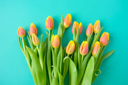 Frame with fresh yellow-red tulips on a mint background. Concept of international women's day,...