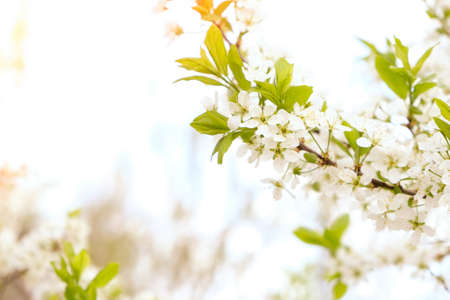 Beautiful floral spring abstract background of nature. Branches of blossoming apricot macro with...