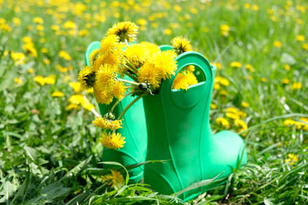Rubber boots with flowers in green meadowの写真素材