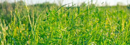 Abstract natural backgrounds with beauty bokeh. Perfect green background by the fresh grass