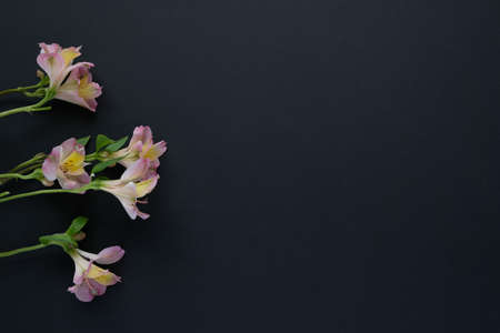 Pink alstroemeria flower on black background. Flower frameの写真素材
