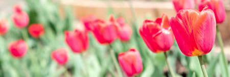 Tulip flower with green leaf background in tulip field at winter or spring day for postcard beauty...